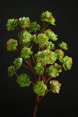 Echeveria Bush 90 cm Multicolor 
